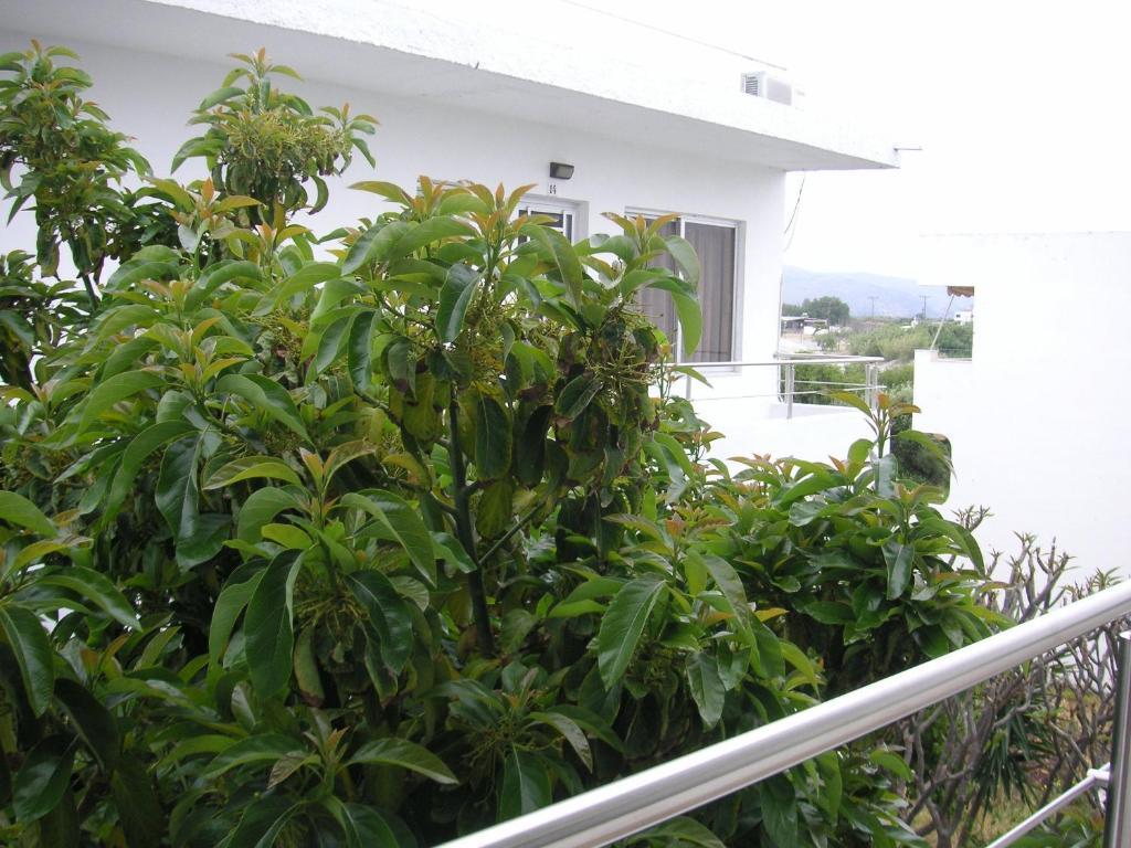 Maria Studios And Apartments Haraki Exterior foto